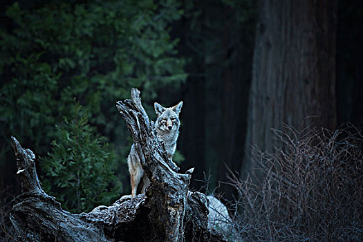 野生,丛林狼,优胜美地国家公园,加利福尼亚,美国