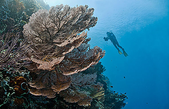 潜水,红色,巨大,狂热,珊瑚,巴厘岛,印度尼西亚,亚洲