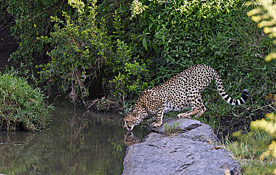 印度豹,猎豹,河床,喝,马赛马拉国家保护区,肯尼亚,非洲