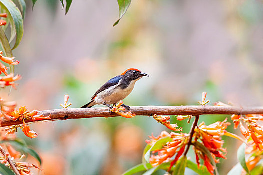 穿梭于热带,亚热带旱林和乡村花园,吸食花蜜的朱背啄花鸟