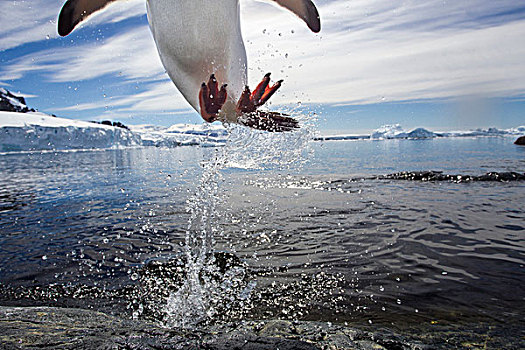 南极,岛屿,巴布亚企鹅,跳跃,水,岩石,海岸线