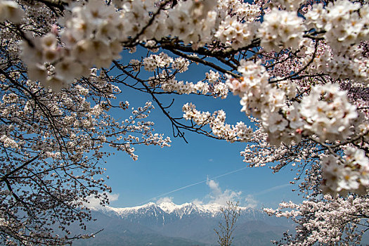 春天,盛开,乡村,长野,日本