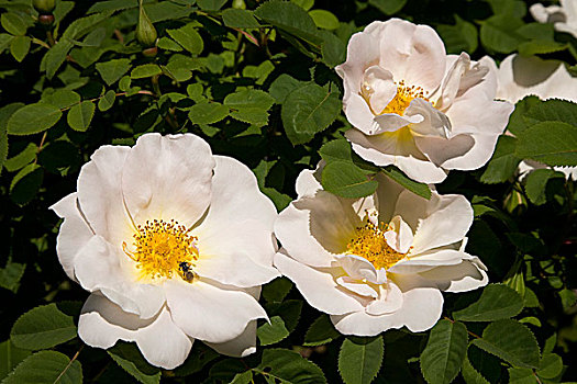 白色蔷薇,花,内华达,培育品种,灌木月季,粉色