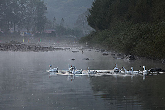 湖,水面,雾气,蒸腾,白雾,水蒸气,缥缈,仙境,灵性,家禽,鸭子,鹅,游动,自在,安静,自然,风光