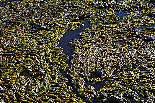 玻利维亚,泻湖,藻类