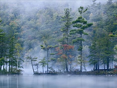 翡翠湖,雾,州立公园,佛蒙特州