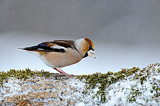 蜡嘴鸟,锡嘴雀,下雪,保加利亚,欧洲