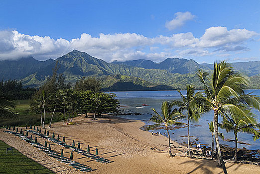 树,海滩,湾,考艾岛,夏威夷,美国