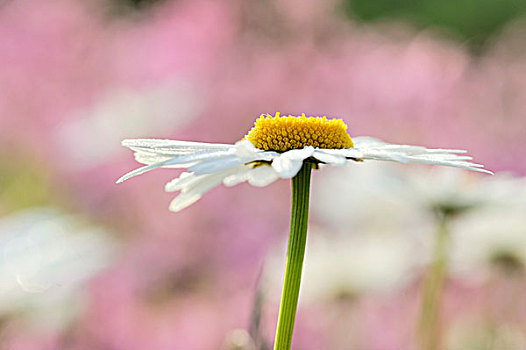 雏菊,滨菊属