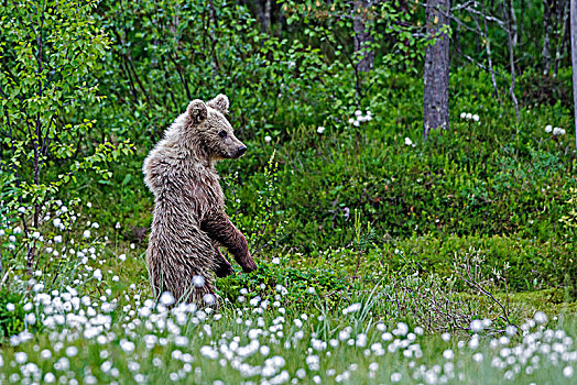 棕熊,站立,毛织品,草,卡瑞里亚,芬兰