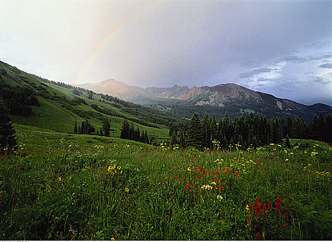 俯视,花,地点,树,山峦,科罗拉多,美国