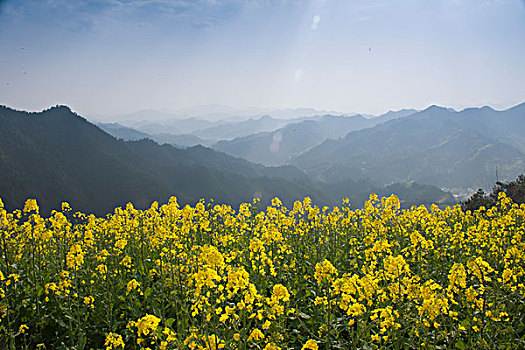 安徽歙县,山上开满油菜花