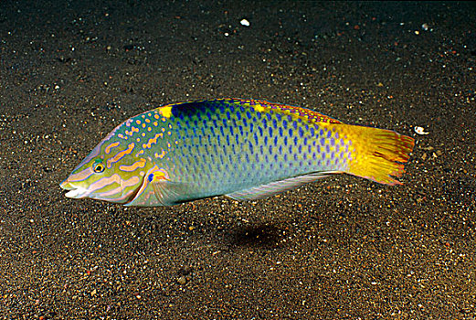 濑鱼,巴厘岛,印度尼西亚
