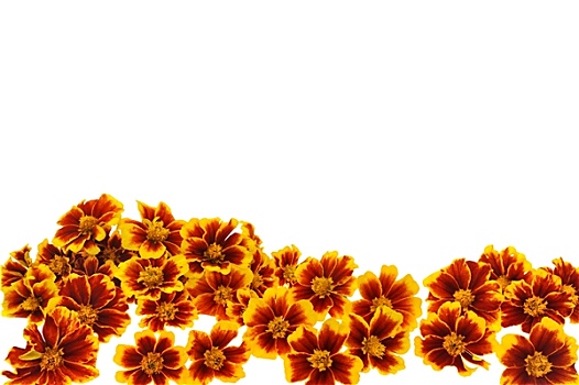万寿菊,头状花序,上方,白色背景