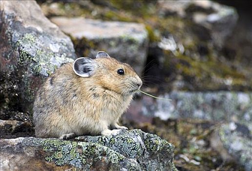 鼠兔,吃,草,苔藓,遮盖,碎石,班芙国家公园,艾伯塔省,加拿大