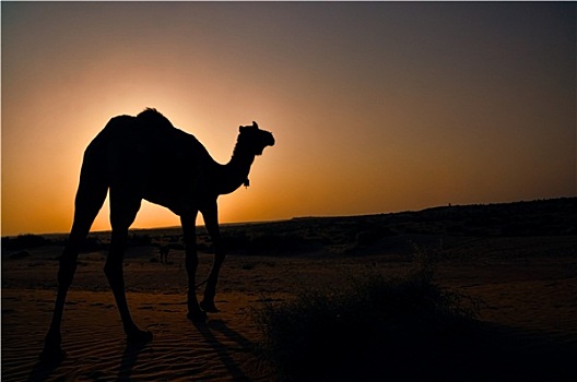 剪影,孤单,单峰骆驼,迟,落日,沙漠