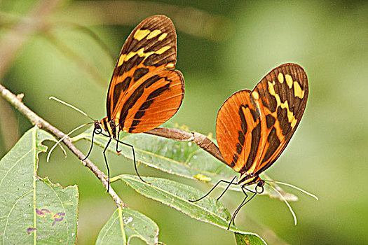 一对,蝴蝶,交配,亚马逊地区,厄瓜多尔