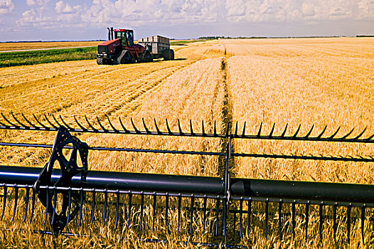 联合收割机,头球,小麦,丰收,靠近,曼尼托巴,加拿大