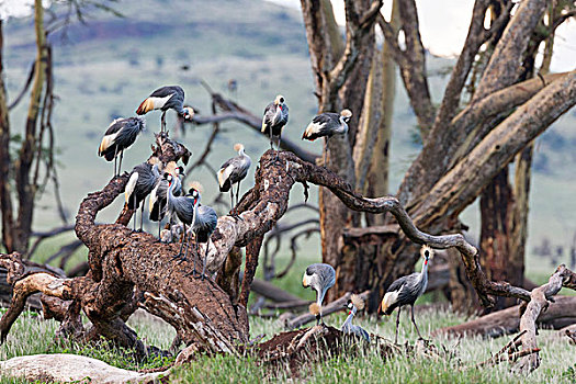 灰色,冠鹤,灰冠鹤,濒危,保护物种,野生动物,肯尼亚,非洲