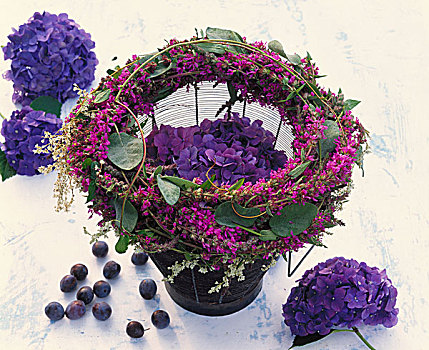 花环,紫色金钱草,俄罗斯,藤,八仙花属