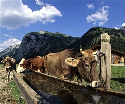 母牛,英国,提洛尔,奥地利