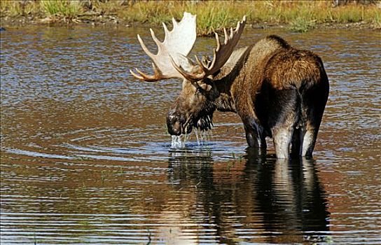 驼鹿,麋鹿,站在水中,德纳里峰国家公园,阿拉斯加,美国