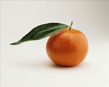 柑橘,喜爱,米色