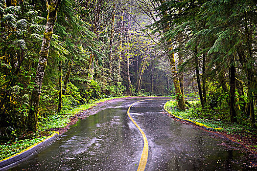 雨天,遥远,茂密,绿色,道路,靠近,温哥华岛,不列颠哥伦比亚省,加拿大