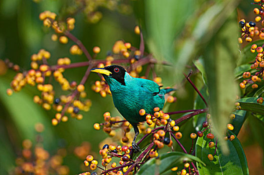 绿色,雄性,哥斯达黎加,中美洲