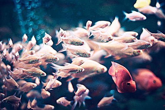 粉色,鱼,鱼缸