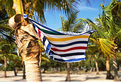 沙滩巾,悬挂,棕榈树,吹,风