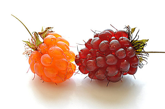 成熟,红色,橙色,树莓