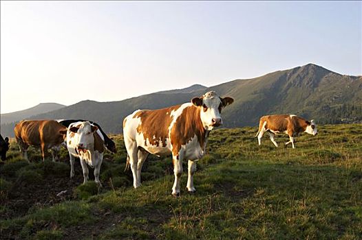母牛,国家公园,卡林西亚,奥地利