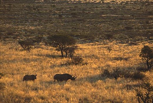 黑犀牛,冬天,南非
