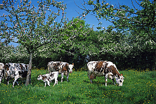 诺曼底,母牛,家牛,苹果树