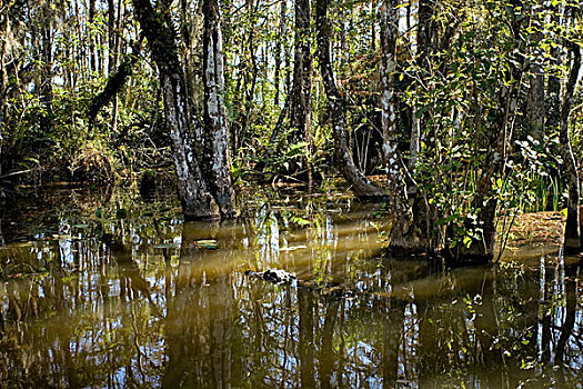 鳄鱼,大沼泽地国家公园,佛罗里达,美国