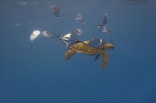 钢铁,群,清洁,太平洋,绿海龟,龟类,加拉帕戈斯群岛,厄瓜多尔