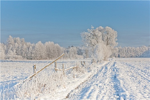 冬季风景,树,雪,包装,道路