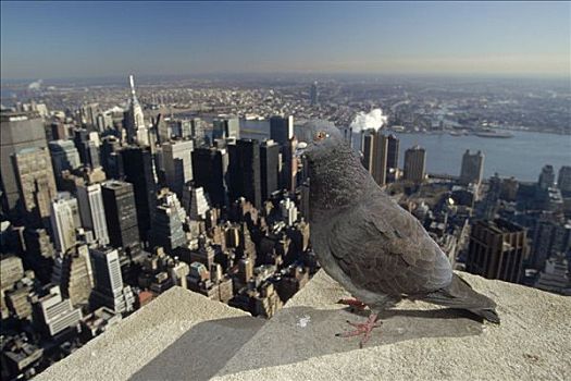 石头,鸽子,帝国大厦,曼哈顿,纽约