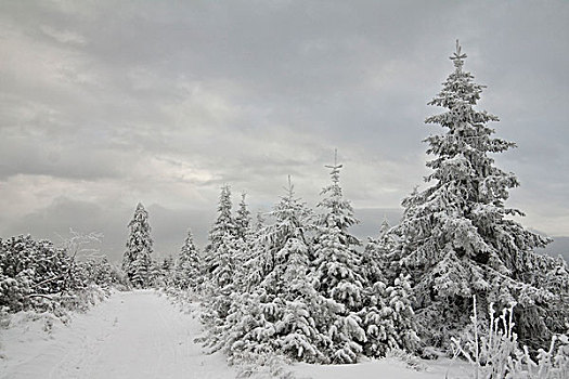 积雪,树,雾,山,北方,黑森林,巴登符腾堡,德国,欧洲