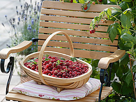 篮子,新鲜,树莓,花园椅