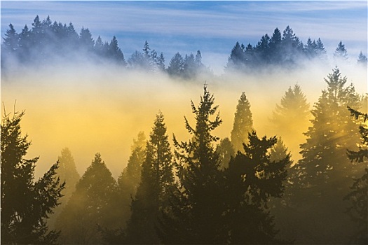 浓厚,雾,上方,树,蓝天