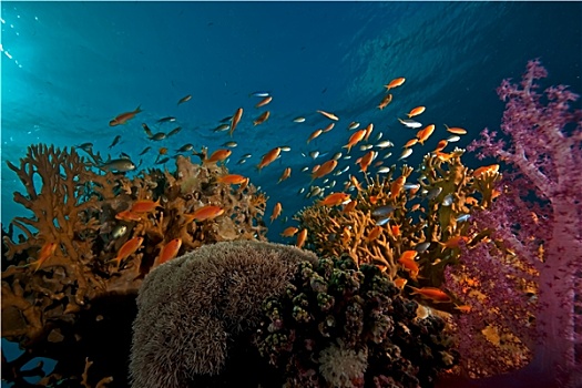珊瑚,海洋,鱼