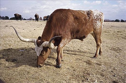 德克萨斯,长角牛