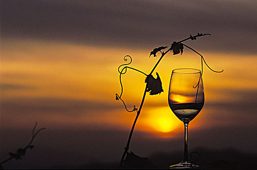 葡萄酒杯,藤,枝条,日落