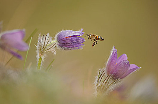 蜜蜂,白头翁花