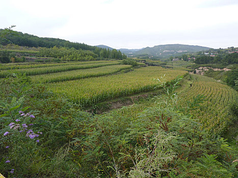 田地