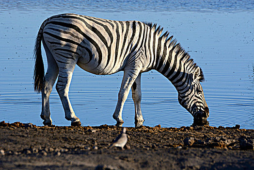 平原斑马,白氏斑马,马,斑马,水坑,埃托沙国家公园,纳米比亚,非洲