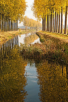 运河,秋天,埃诺省,比利时,欧洲
