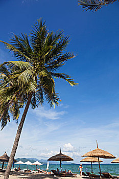 越南,芽庄,芽庄海滩,棕榈树